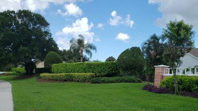 Tree's and grass Photo
