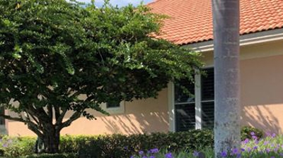 Lawn with violet flower Photo