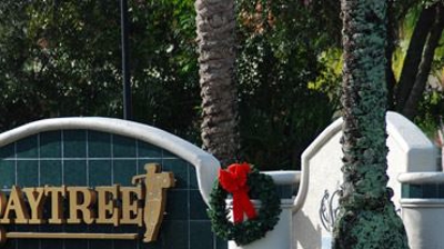 Ornamentals Plants Photo