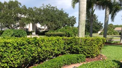 Service lawn and ornamentals Photo